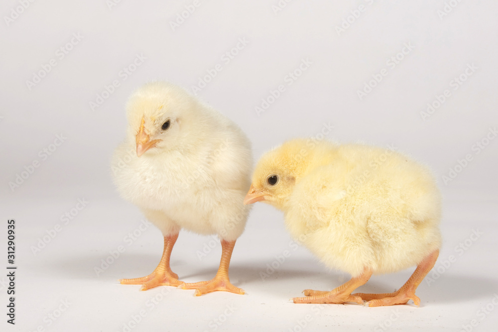 Two baby chicks Two baby chicks