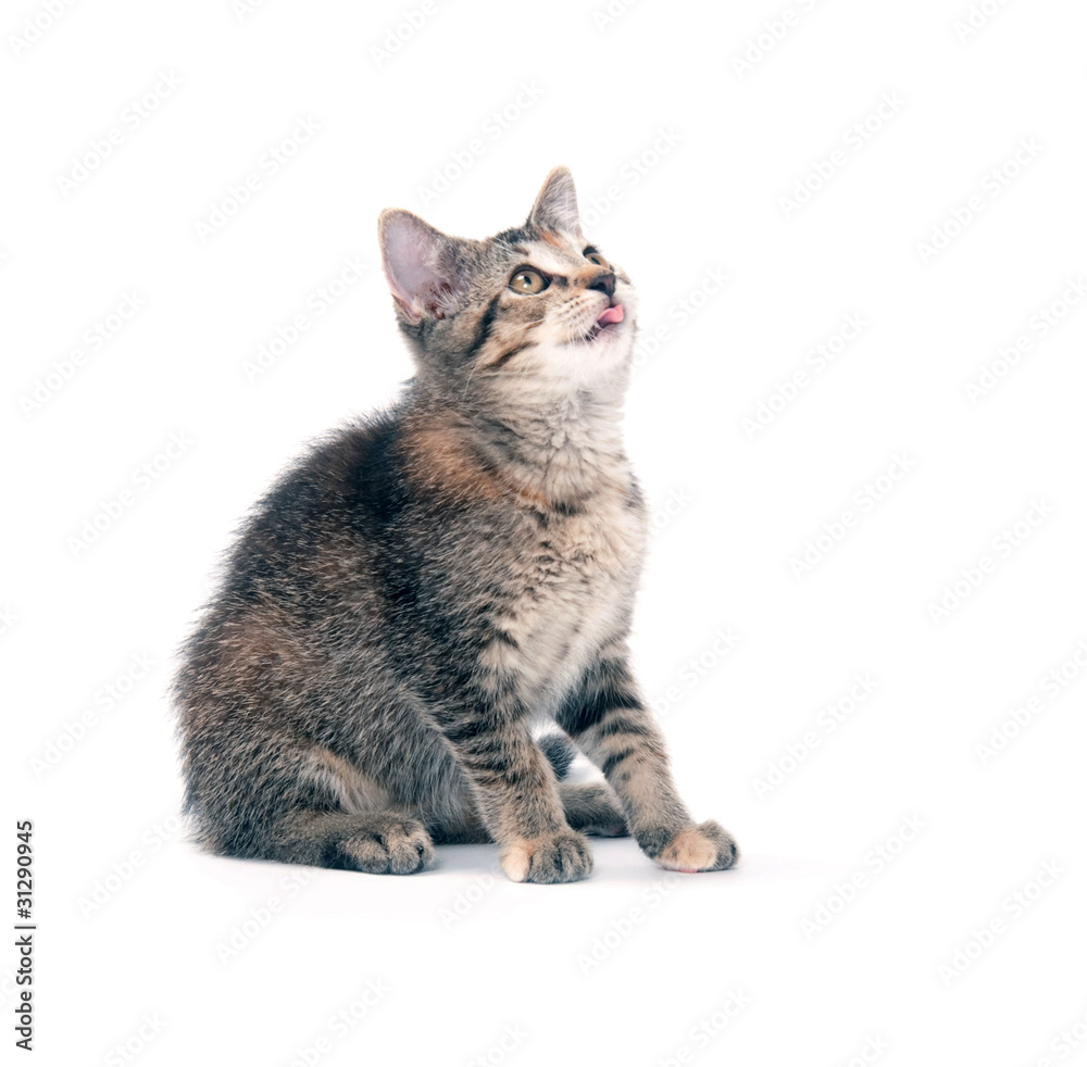 Cute kitten on white background Cute kitten on white background