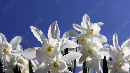 Paperwhites against the sky