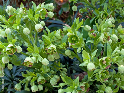 Stinkende Nieswurz - Helleborus foetidus photo