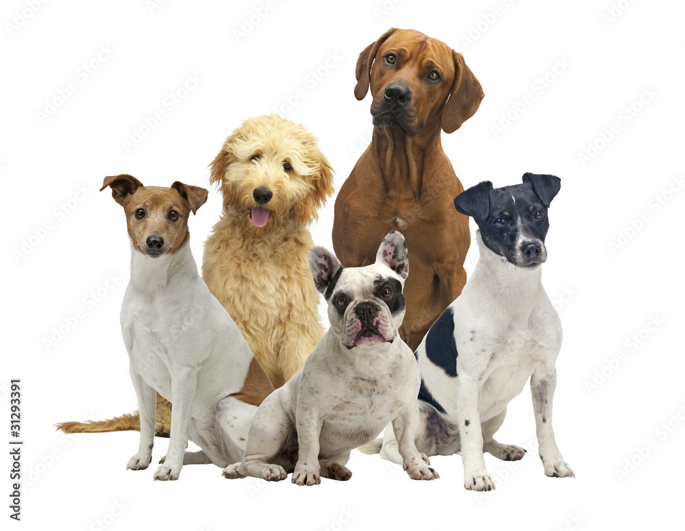 hundegruppe als freisteller hundegruppe als freisteller