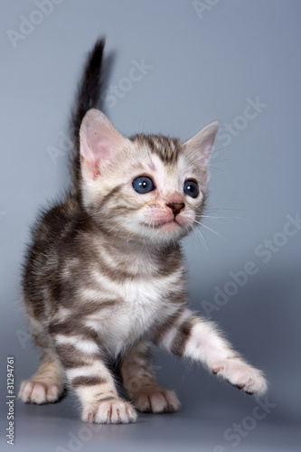 Bengal kitten on grey background © Dixi_