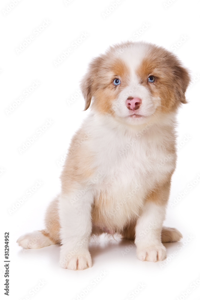 Australian Shepherd puppy on white Australian Shepherd puppy on white