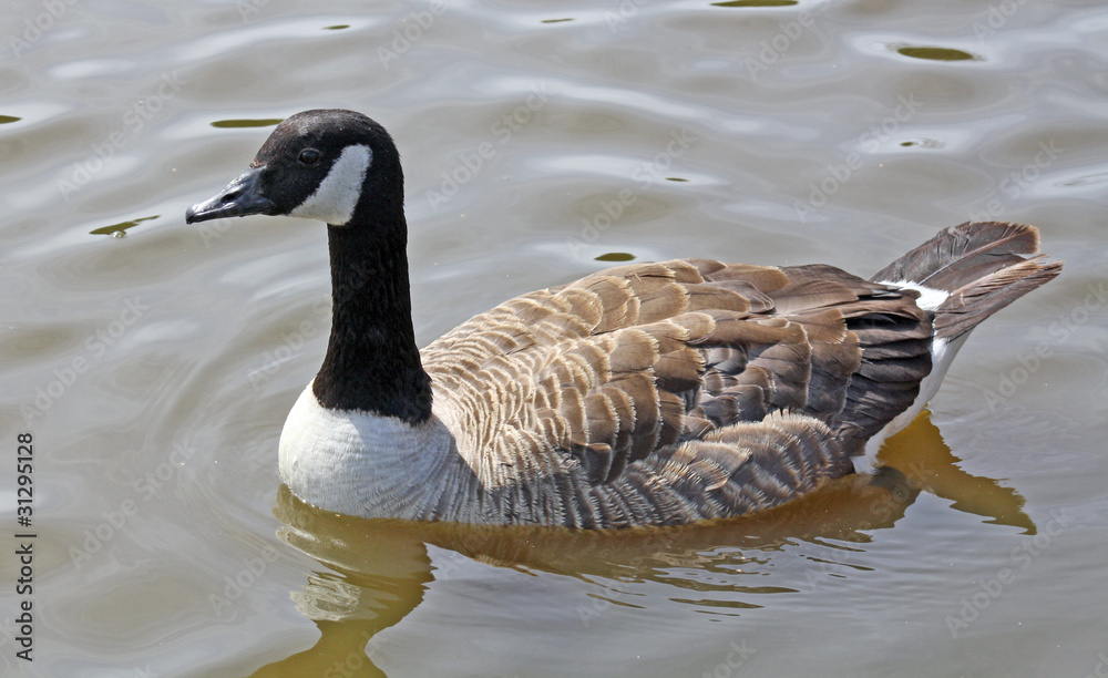 Obraz premium duck on a lake