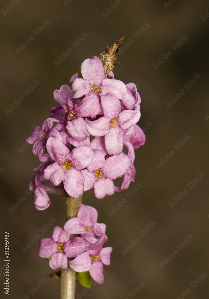 Daphne mezereum