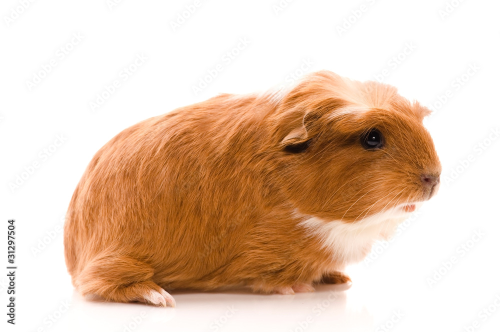 baby guinea pig baby guinea pig