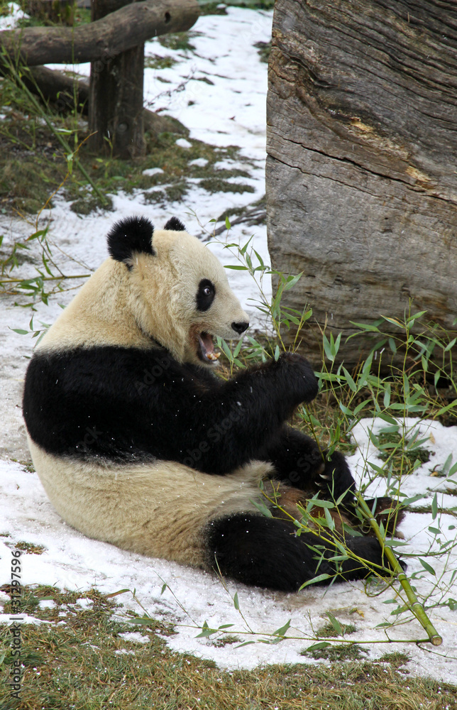 Obraz premium Giant panda bear eating bamboo leaf