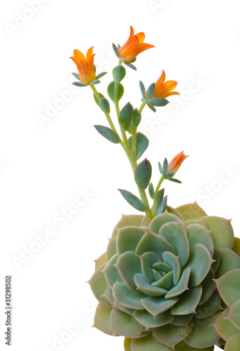 blossoming echeveria