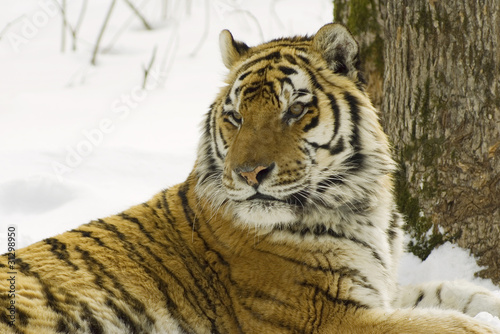 Siberian tiger