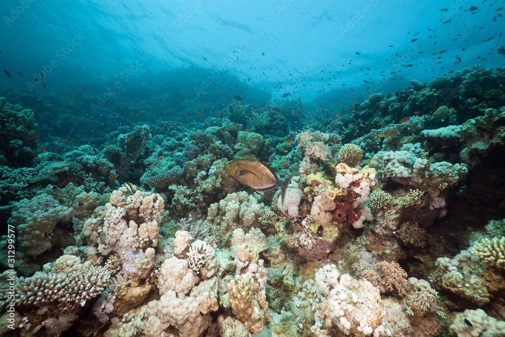 Fototapeta premium Underwater scenery in the Red Sea.