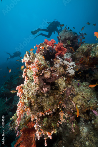 Underwater scenery and a diver in the Red Sea.