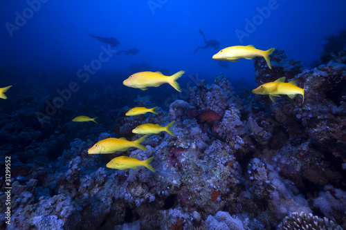 Fototapeta Naklejka Na Ścianę i Meble -  Yellowsaddle goatfish and underwater scenery in the Red Sea.