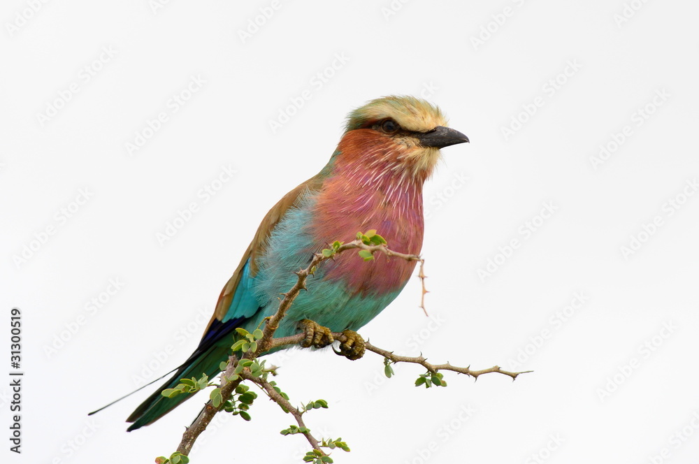 Fototapeta premium lillac-breasted roller