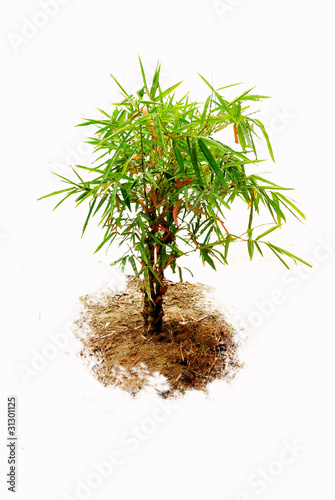 tree bambu isolated On a white background