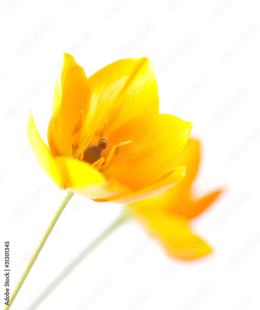 Star Of Bethlehem flower close-up Star Of Bethlehem flower close-up