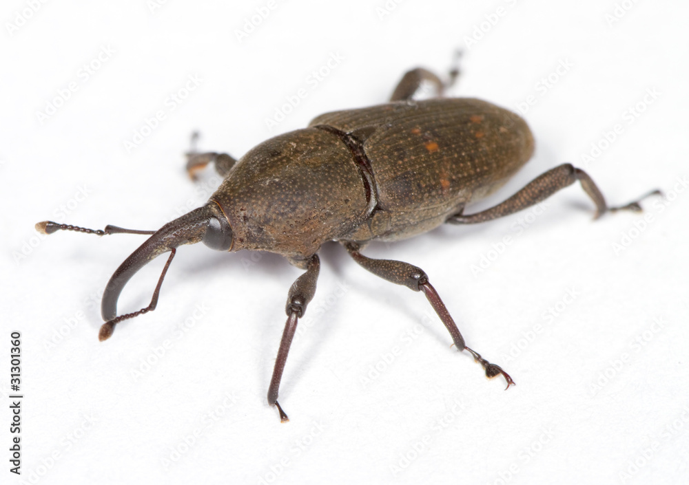 Weevil On White Surface Weevil On White Surface