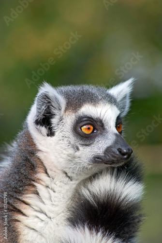 Portrait of a ring-tailed lemur (Lemur Catta) © meoita