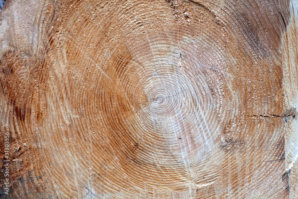 Naklejka premium Cross section of a tree