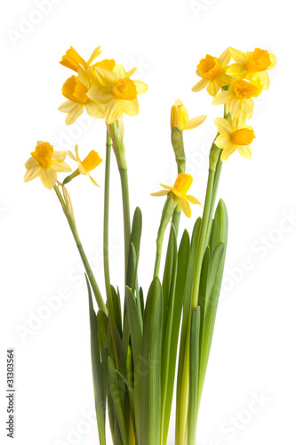 narcissus isolated on a white background