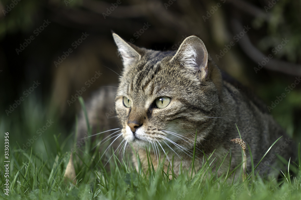 chat de gouttière