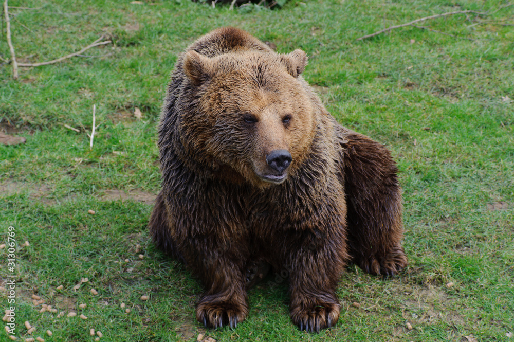 Brown bear at zoo Brown bear at zoo
