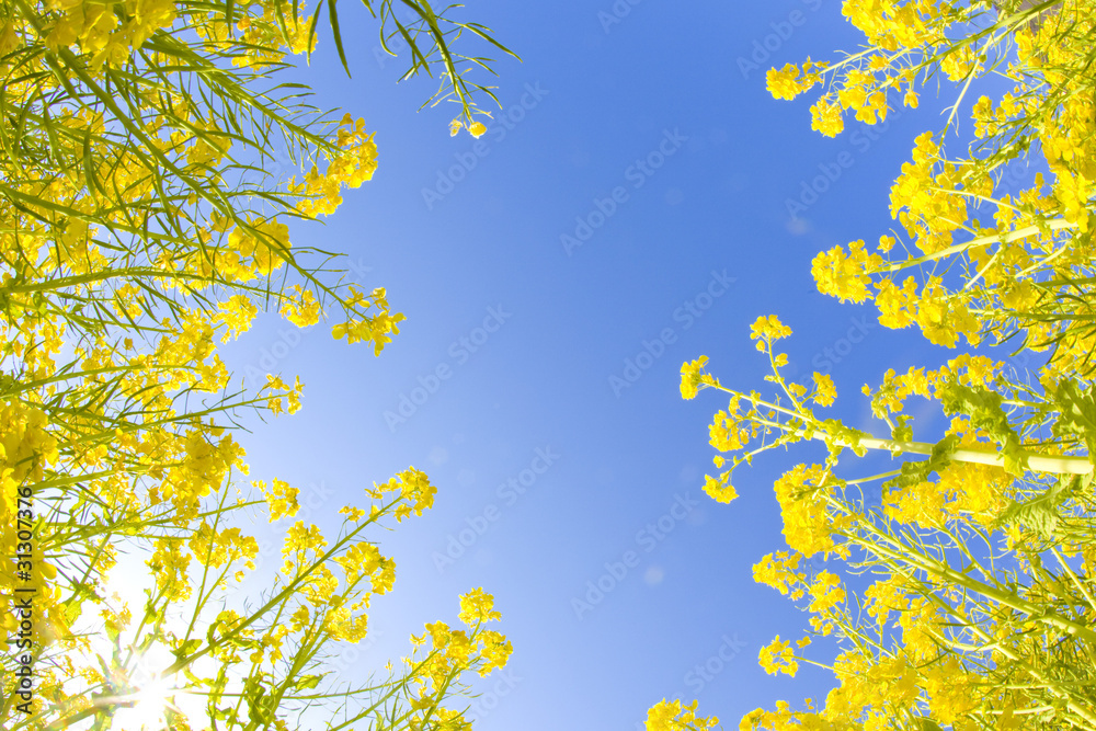 菜の花と青空 菜の花と青空