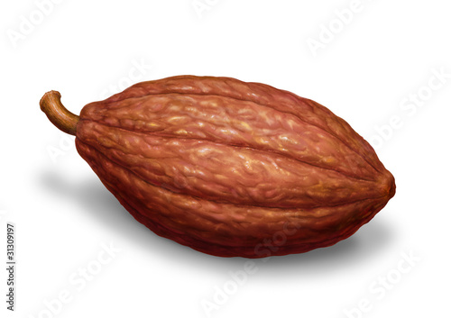 Kakaofrucht photo