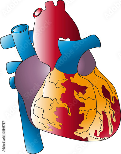 Human heart