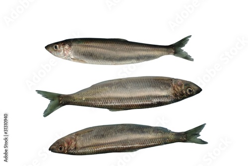three fresh herrings