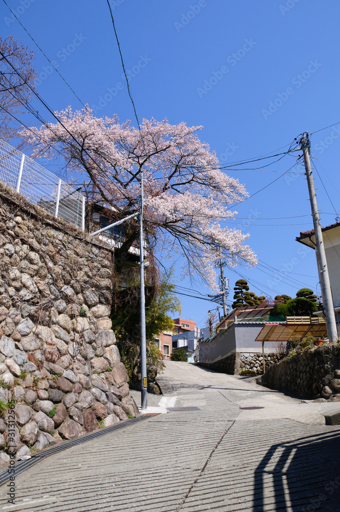 Cherry Tree (Sakura)