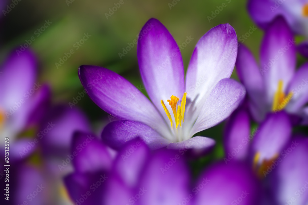 spring crocus spring crocus