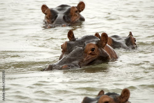 Hippo, Selous Game Reserve, Tanzania