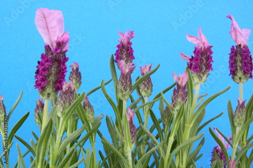 Fototapeta Naklejka Na Ścianę i Meble -  Lavender