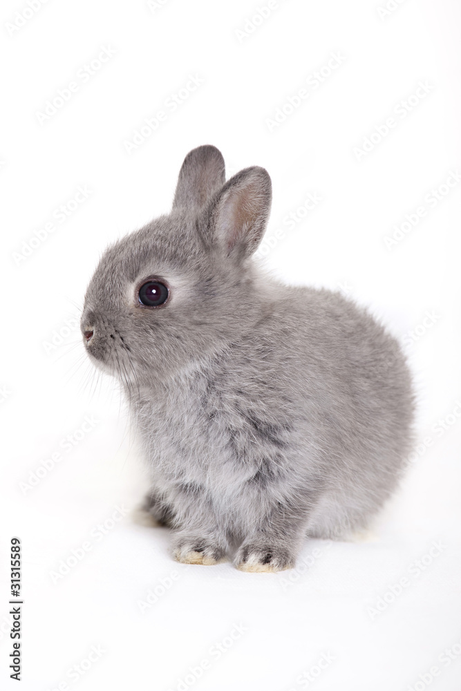 Gray baby bunny, rabbit