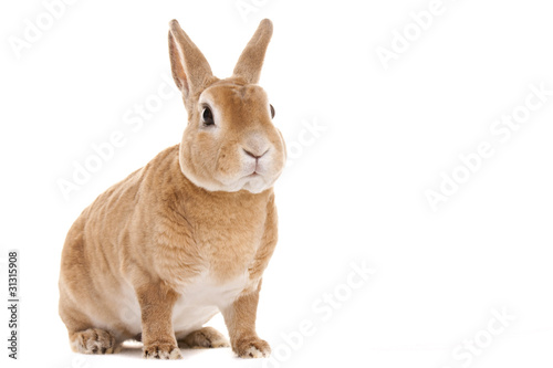 Red rabbit