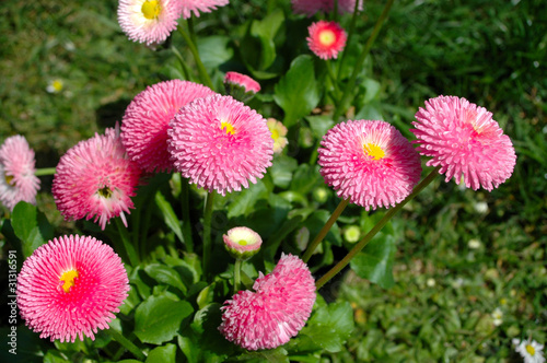 rosa Gänseblümchen auf Wiese photo