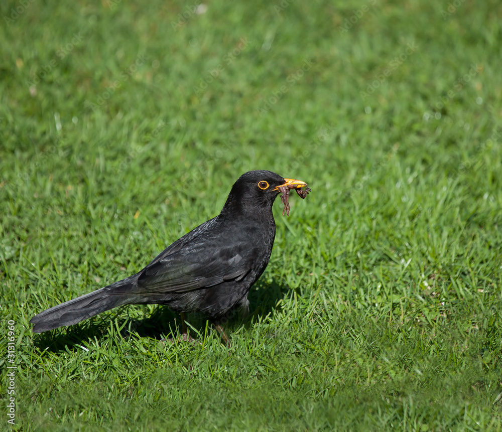 Blackbird with worms Blackbird with worms