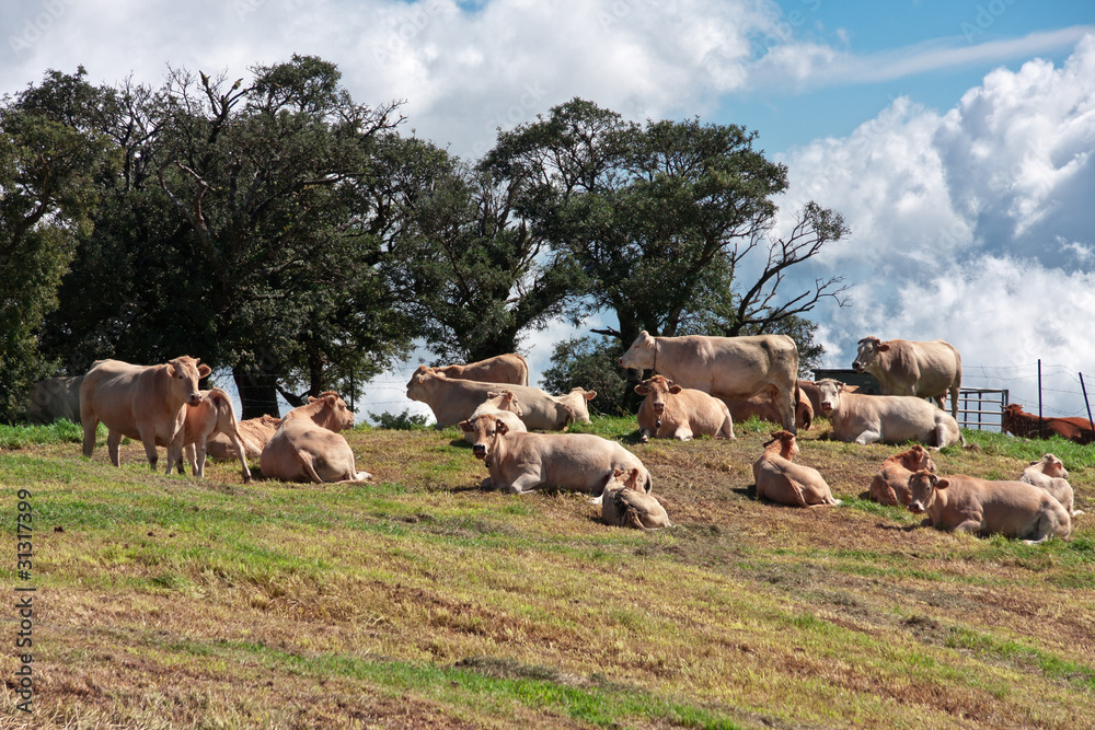 Fototapeta premium vaches au repos