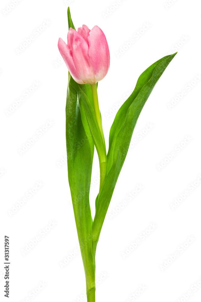 pink tulip