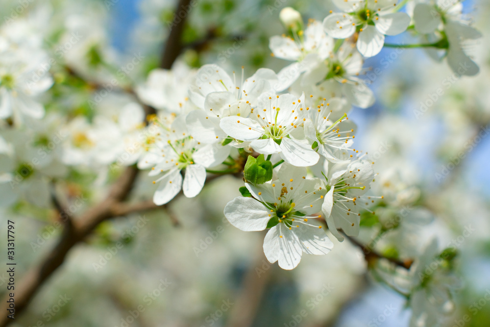 blossom cherry tree