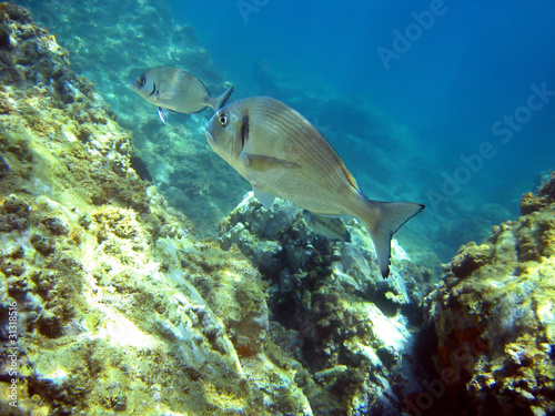 sparus aurata gilt head fish underwater, Mediterranean sea