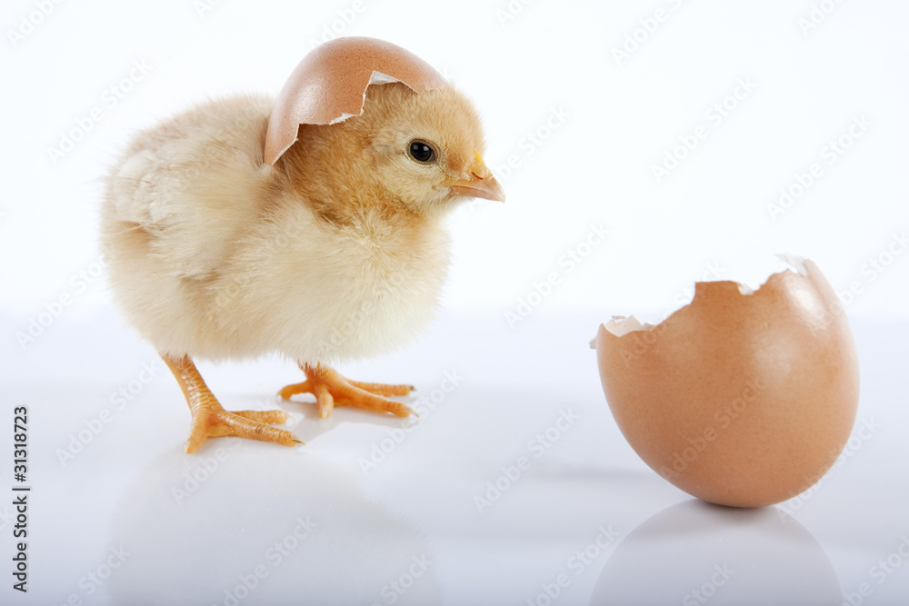 Adorable yellow baby chick and eggshell Adorable yellow baby chick and eggshell