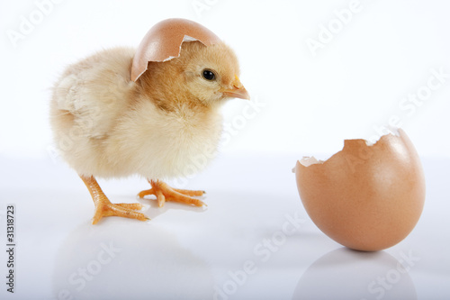 Adorable yellow baby chick and eggshell Fototapeta