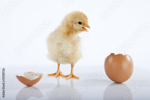 Funny baby chick talking to an empty egg