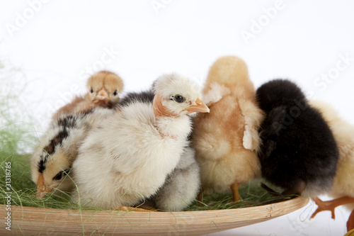 Baby chicks standing out in the crowd