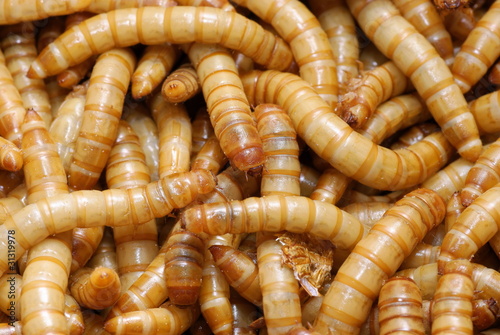 A group of mealworms larva of the flour beetle,tenebrio molitor