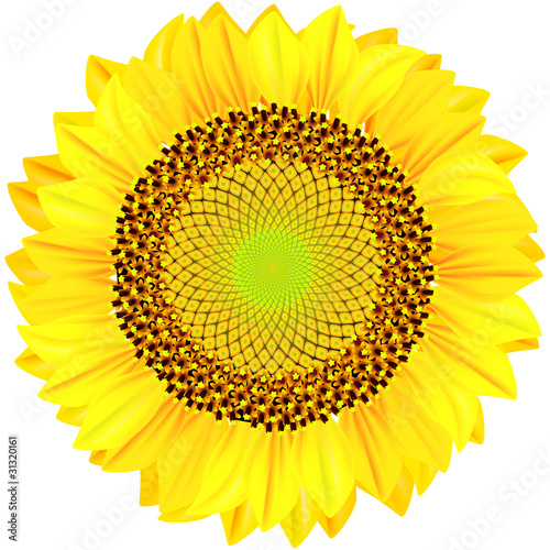 Sunflowers on a white background. Vector illustration.
