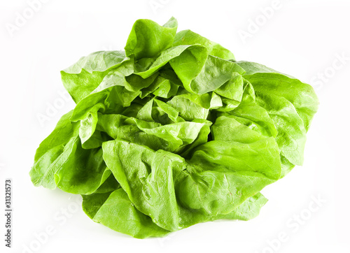 hydroponic bibb lettuce