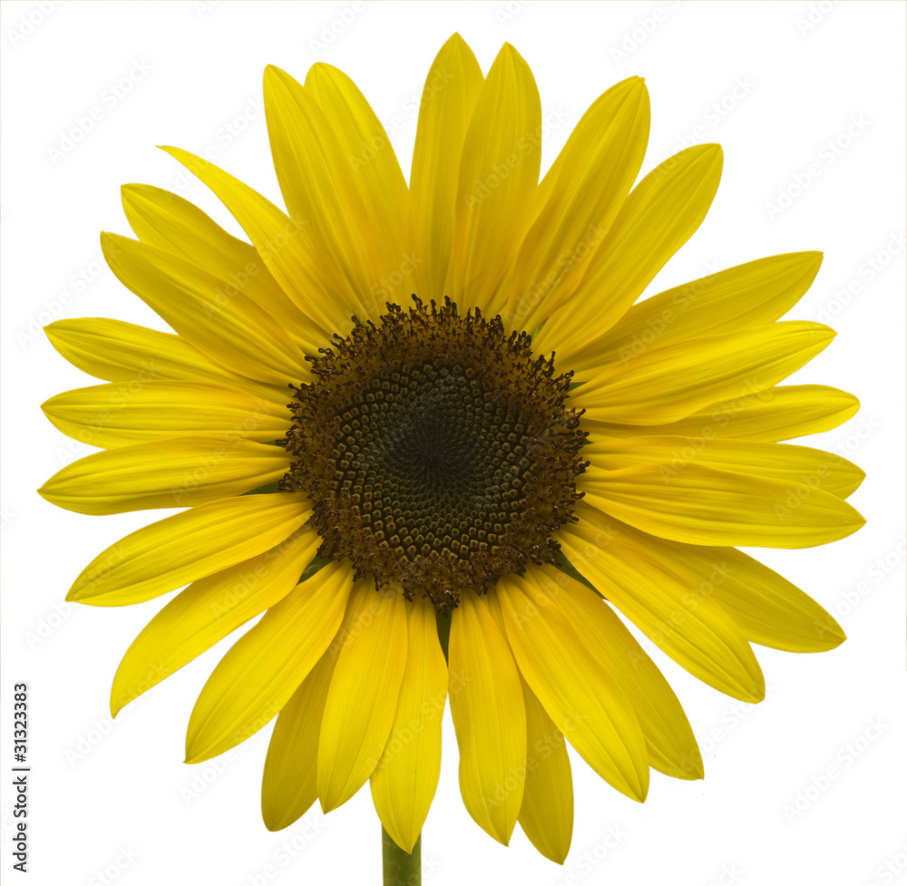 Fototapeta premium One Sunflower