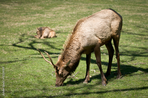 Great Smoky Mountains National Park Elk Wildlife in Cataloochee